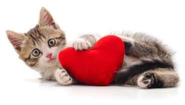 Does My Cat Love Me?