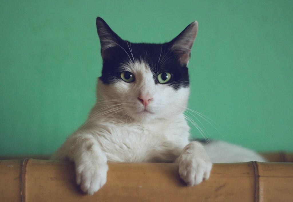 does-my-cat-love-me-100-honest-answer_2023-01-26_910840