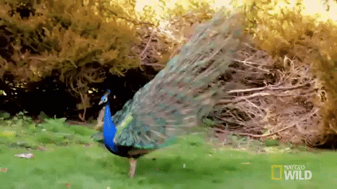 giphy (12)