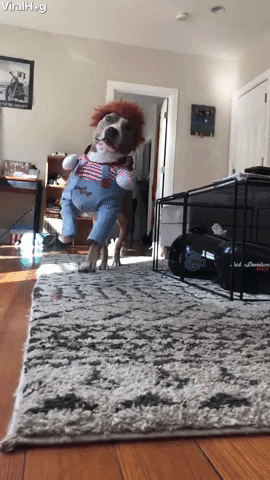 giphy (33)