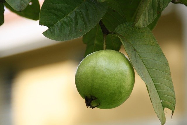 guava-188440-640