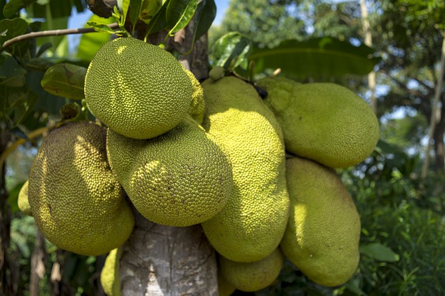 jackfruit-2108869-640