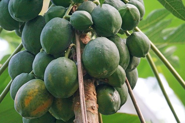 papaya-1000259-640