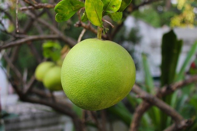 pomelo-1900795-640
