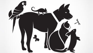 What Pet Should I Get