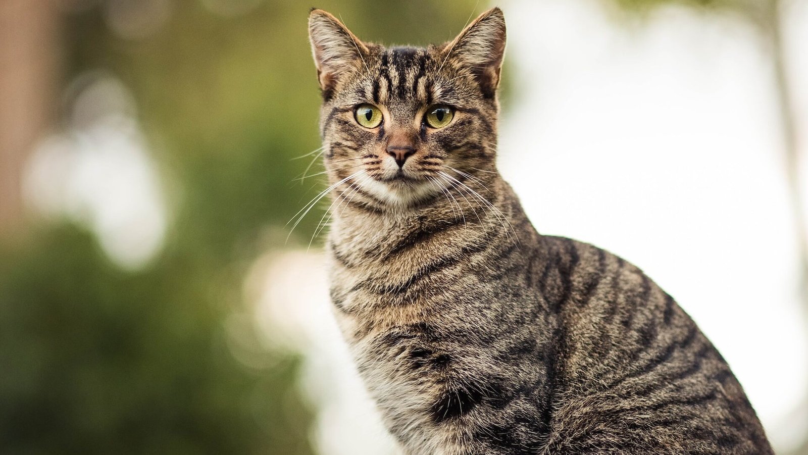 what-is-my-animagus-2023-updated-quiz_2023-02-14_874435
