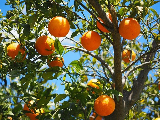 oranges-g551ba3ac5-640