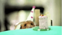 what-do-i-want-for-my-birthday-creative-ideas_2023-02-08_130439
