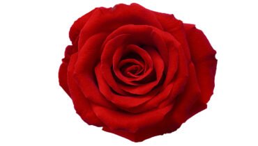 Which Red Rose Character Are You?