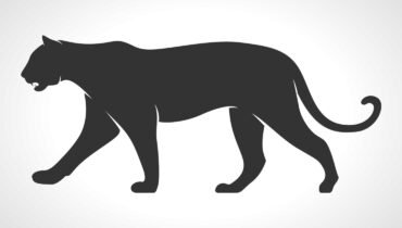Are You A Cougar?