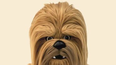 Are You An Ewok Or A Wookiee?