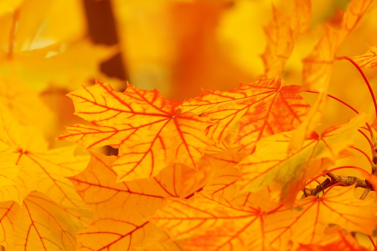 autumn-21118-1280