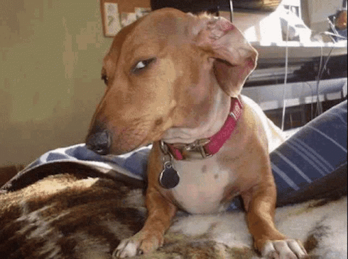 dog-meme