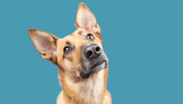 How Awesome Is Your Dog?