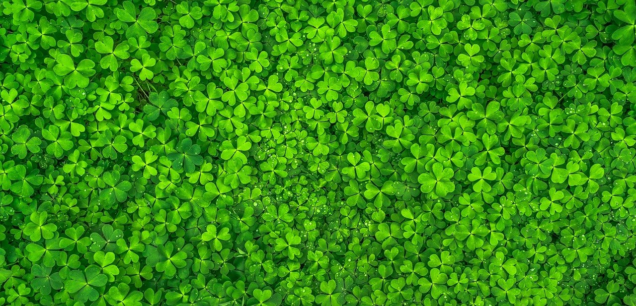 leaf-1482948-1280