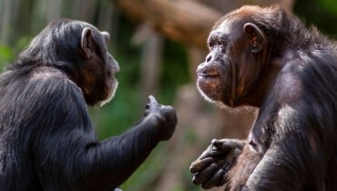 Can You Identify These Ape Gestures?