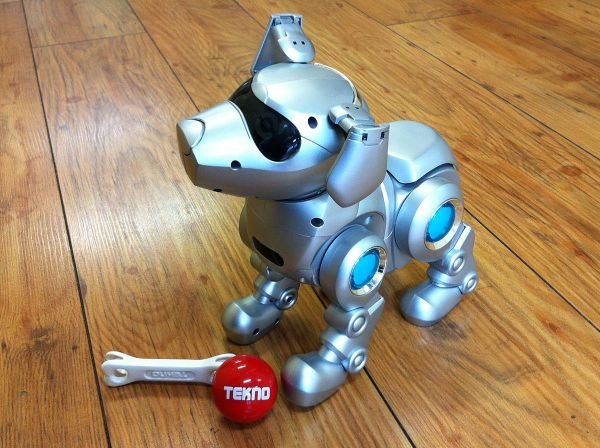 poo-chi dog