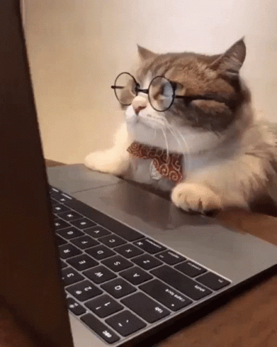 cat-funny-cat