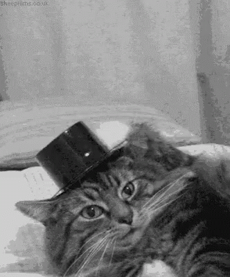 cat-hats-off