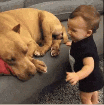dog-kiss