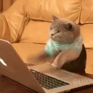 lol-cat