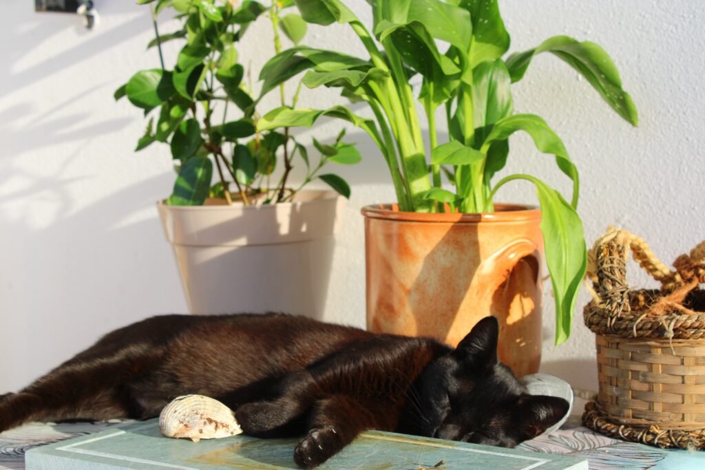 which-house-plant-should-i-get_2023-06-28_250961