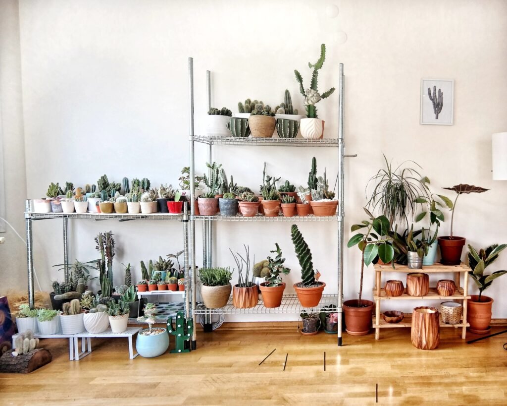 which-house-plant-should-i-get_2023-06-28_486380