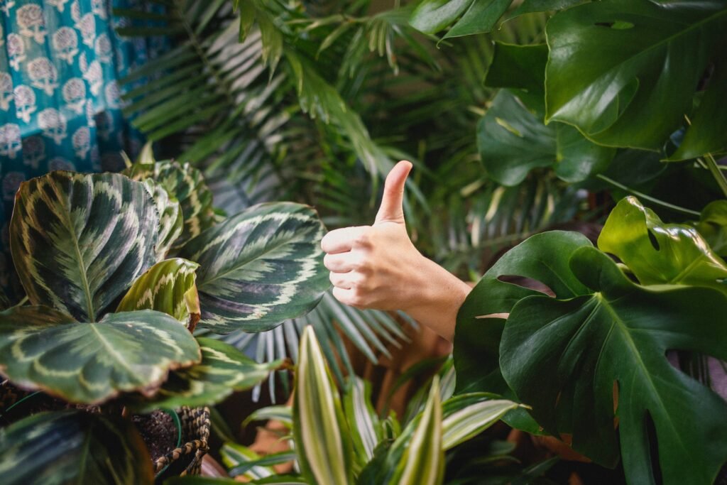 which-house-plant-should-i-get_2023-06-28_546096