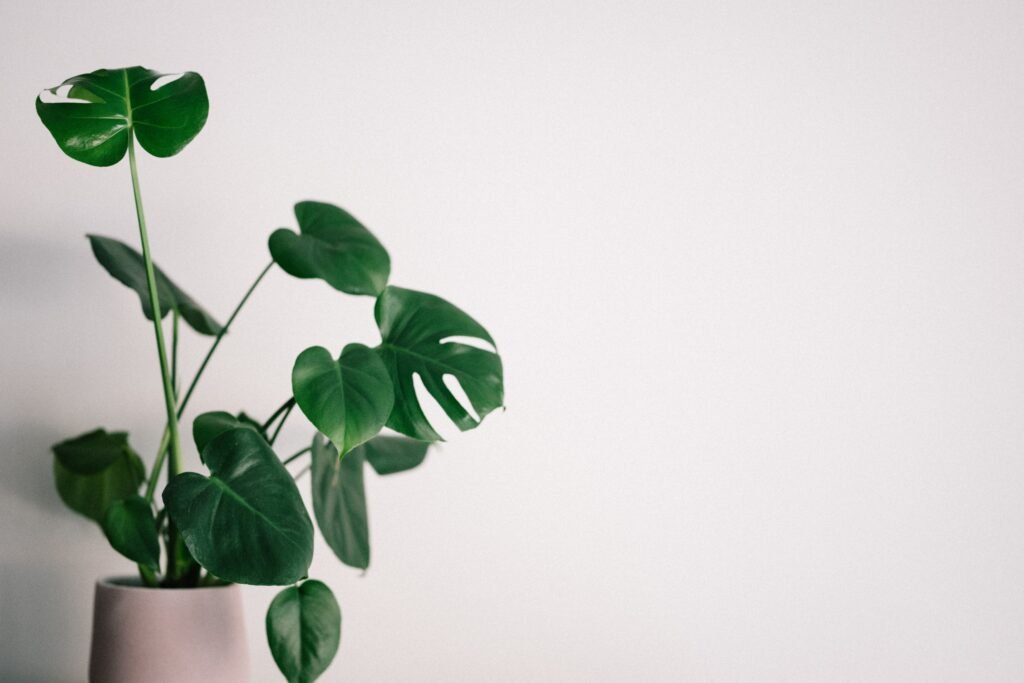 which-house-plant-should-i-get_2023-06-28_557504