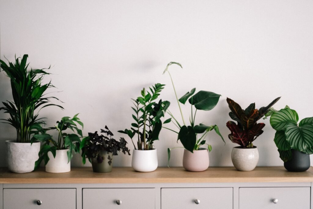 which-house-plant-should-i-get_2023-06-28_643612
