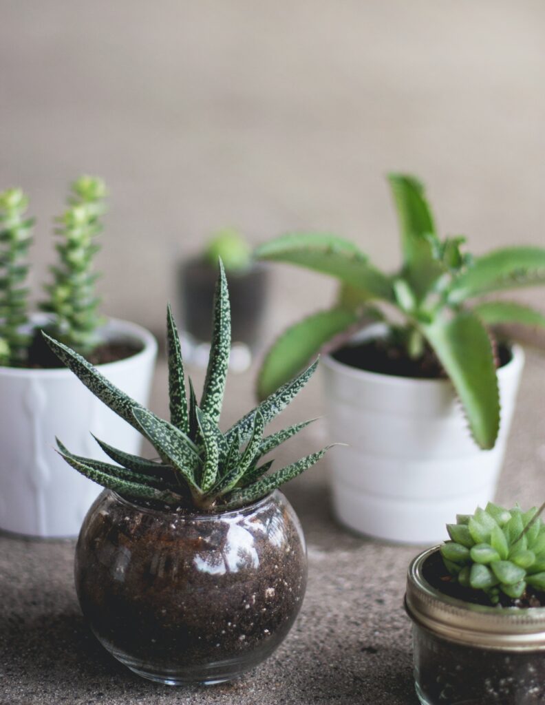 which-house-plant-should-i-get_2023-06-28_663700