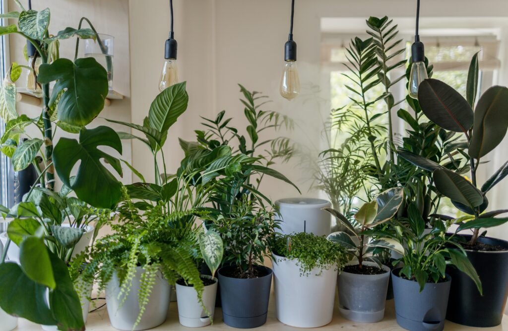 which-house-plant-should-i-get_2023-06-28_726486