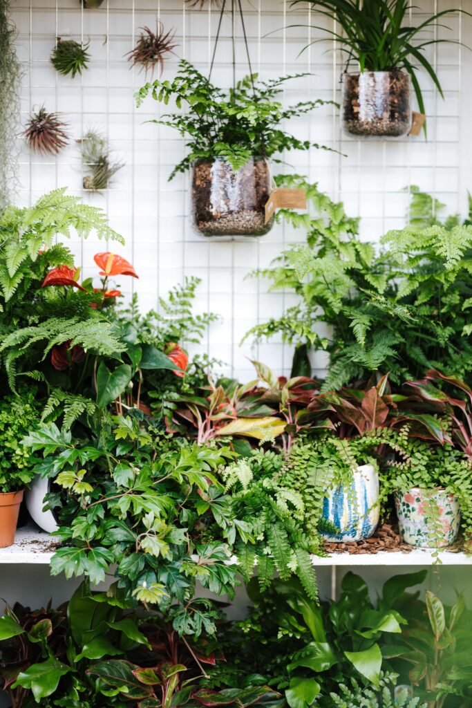 which-house-plant-should-i-get_2023-06-28_859226