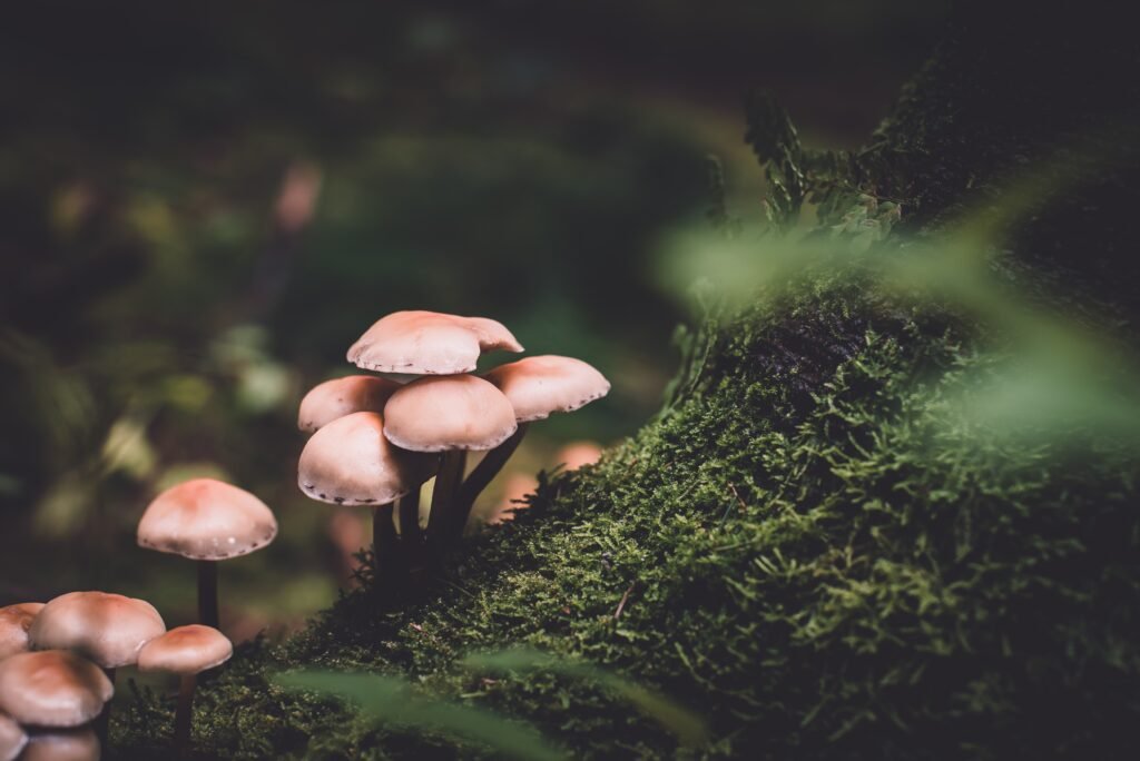 what-do-you-know-about-mushrooms-year-free-amp-honest-quiz_2023-08-30_256944