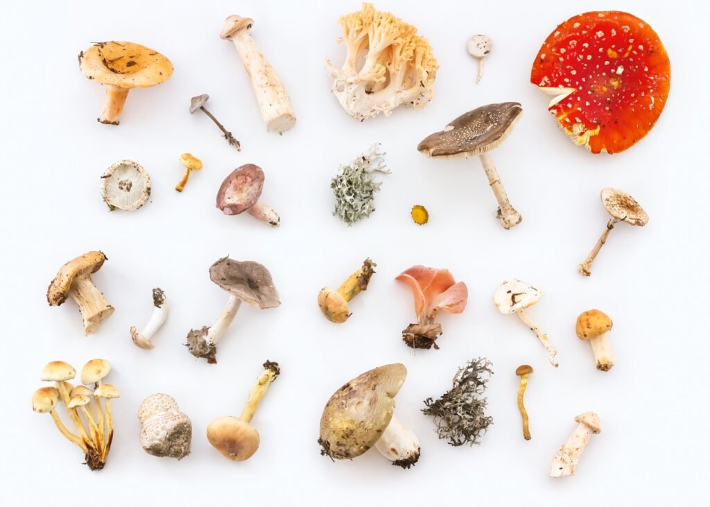 what-do-you-know-about-mushrooms-year-free-amp-honest-quiz_2023-08-30_283503