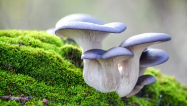 What Do You Know About Mushrooms?