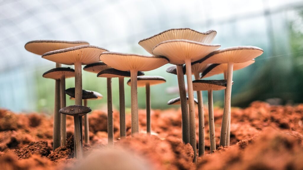 what-is-that-mushroom-only-real-fans-can-score-more-than-80_2023-09-02_872956
