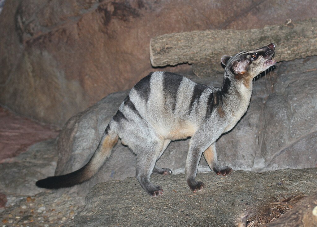 1024px-Banded-palm-civet-10