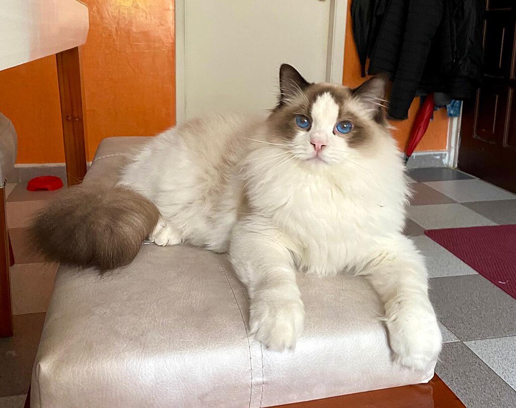 1024px-Gato-Ragdoll-BreedingCat