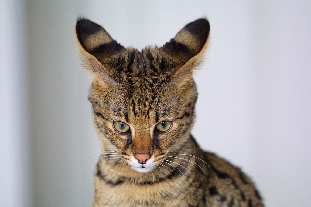 1024px-Savannah-Cat-closeup