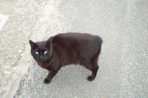 512px-Female-Manx-cat