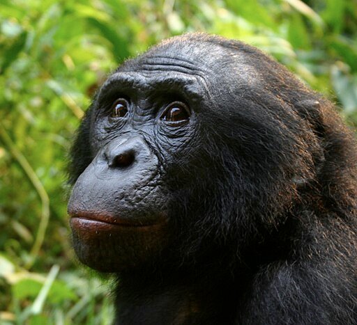 512px-Male-Bonobo-Lola-ya-Bonobo-2008