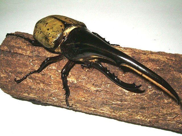 Dynastes-hercules-hercules01