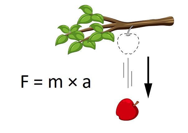 Falling apple for gravity experiment