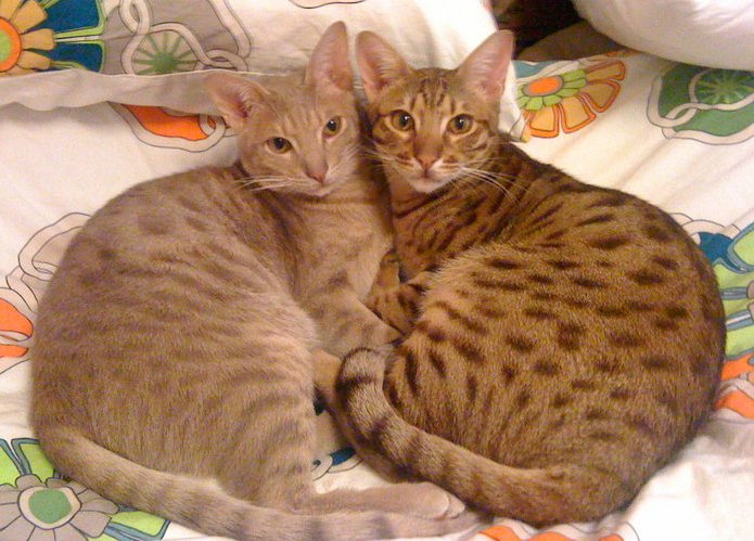 Lavender-Chocolate-Ocicats
