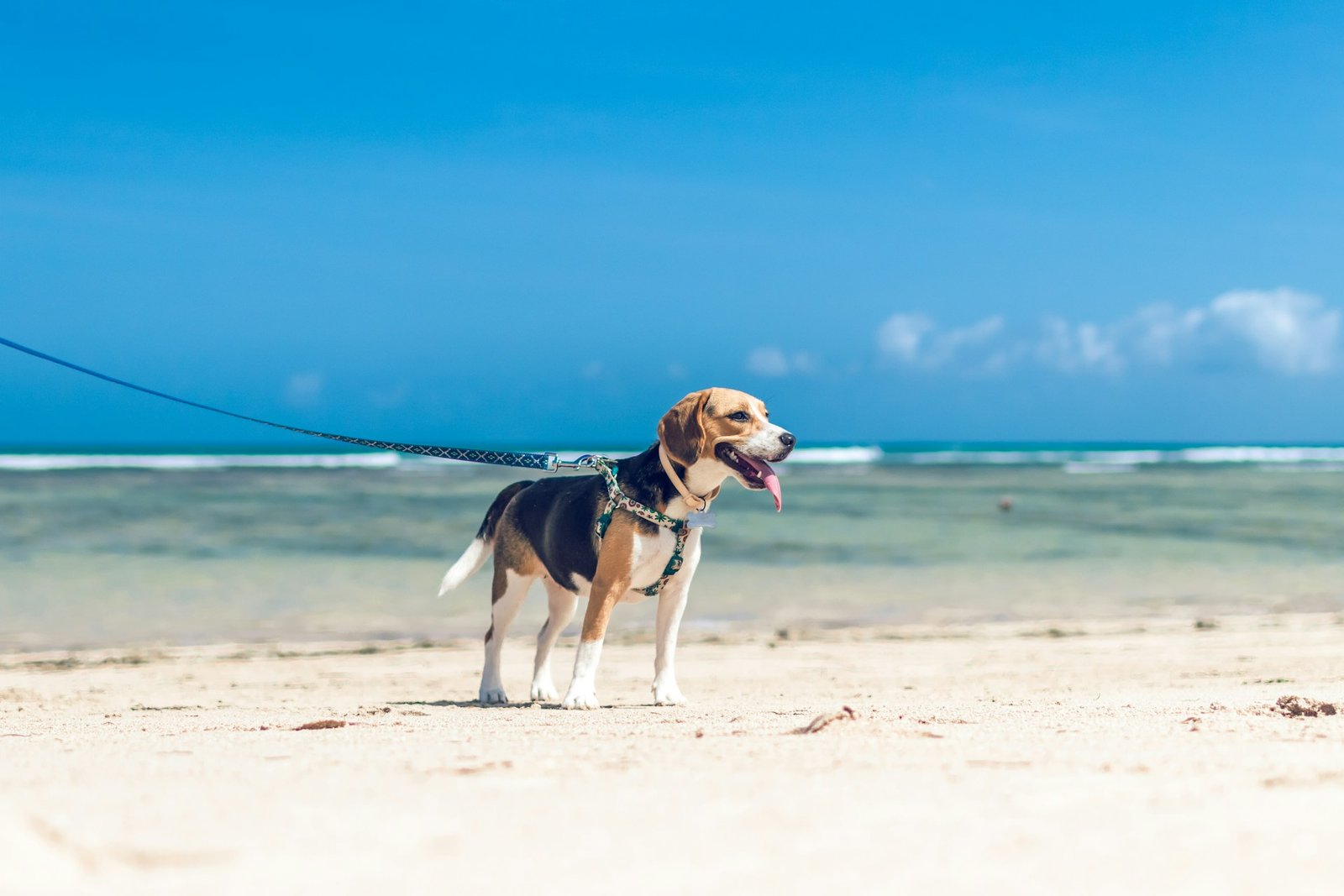 artem-beliaikin-edbhAWFxnTA-unsplash