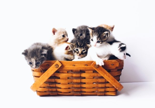 Cats