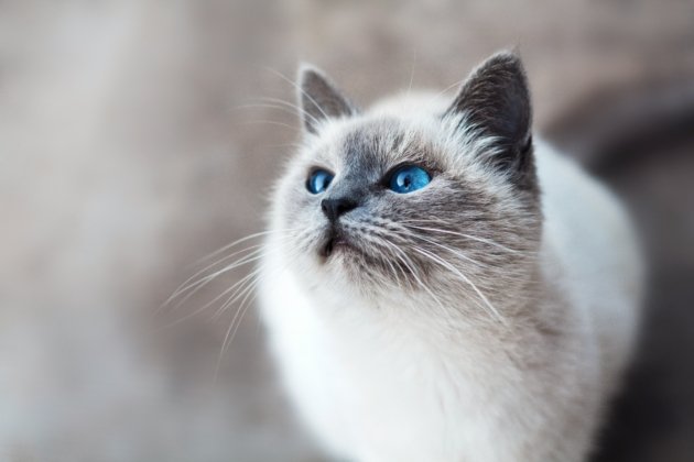 mikhail-vasilyev-IFxjDdqK_0U-unsplash (1)
