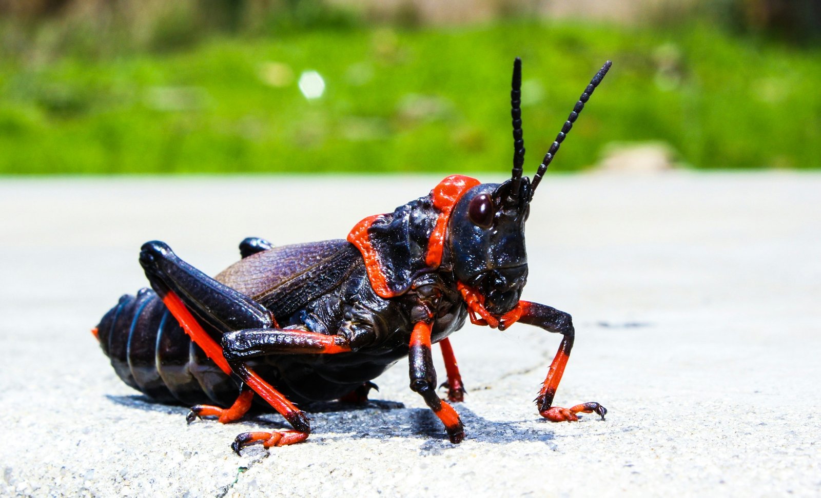david-battison-aw-VcTbqudM-unsplash