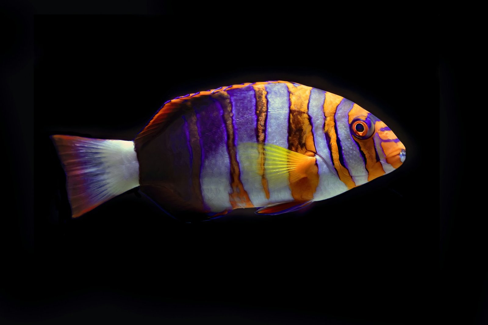 david-clode--4FpckzAsQA-unsplash
